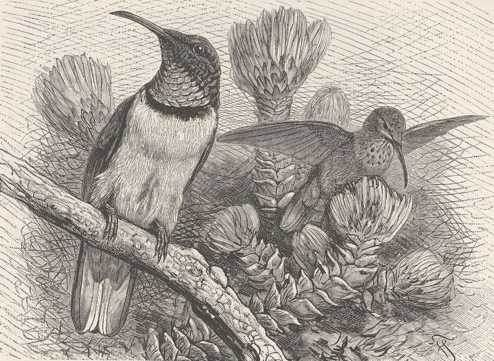 BIRDS. Chimborazan hill-star 1895 old antique vintage print picture